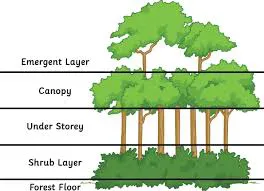 definition image