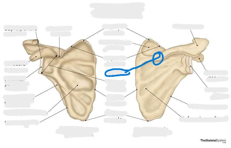 definition image
