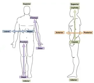definition image