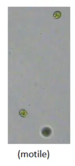 term image