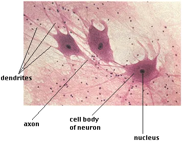 definition image