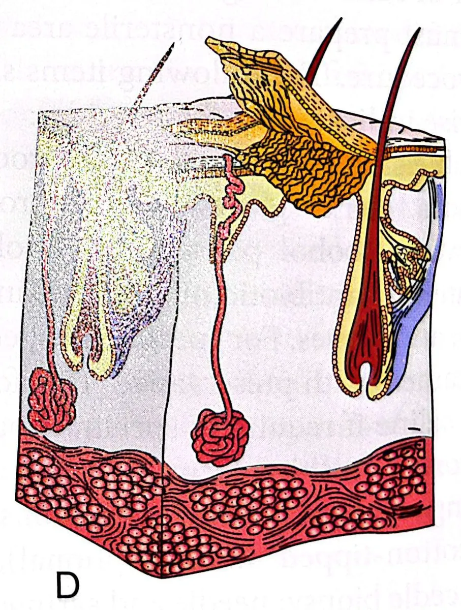 definition image