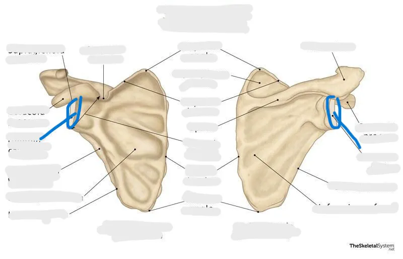 definition image