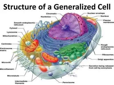 definition image