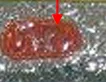 definition image