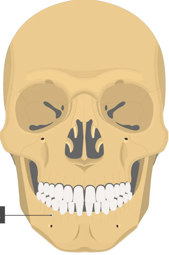 term image
