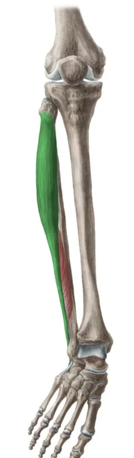 definition image