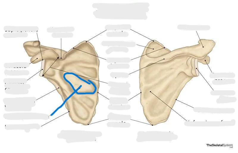 definition image