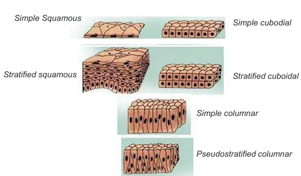 definition image