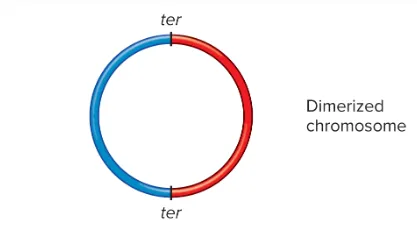 definition image