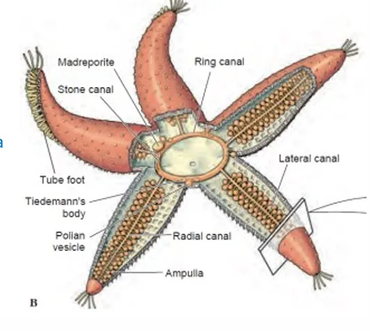 definition image