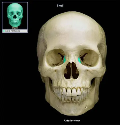 definition image