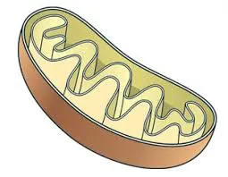 definition image