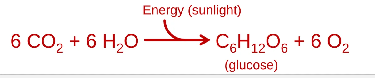 definition image