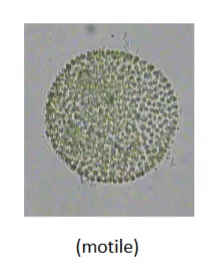 term image