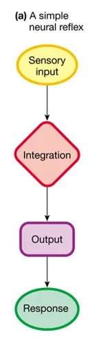 definition image