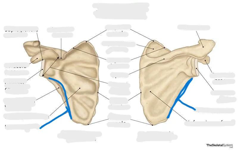 definition image