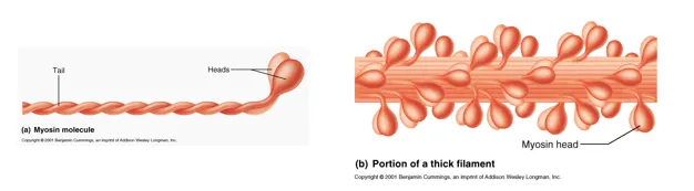 definition image