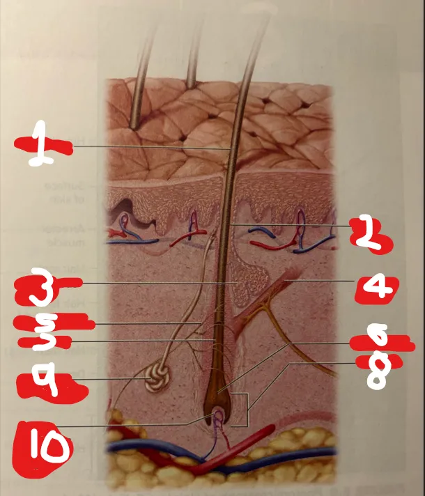 term image