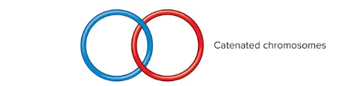 definition image