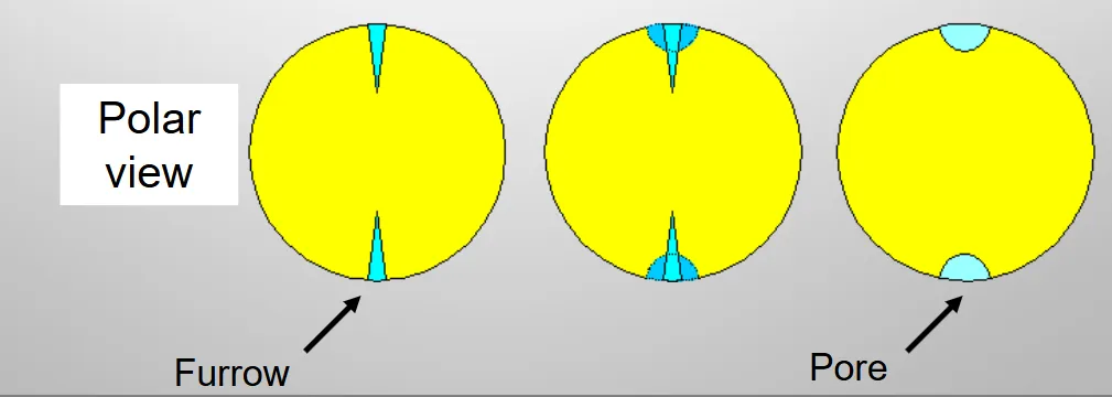 definition image