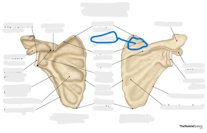 definition image
