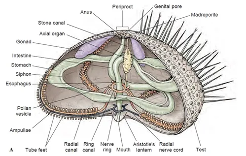 definition image