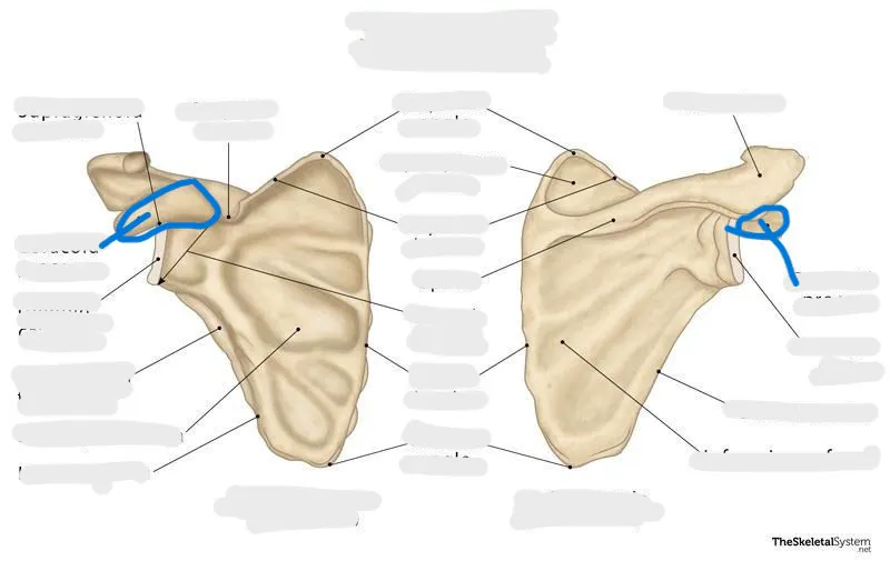 definition image