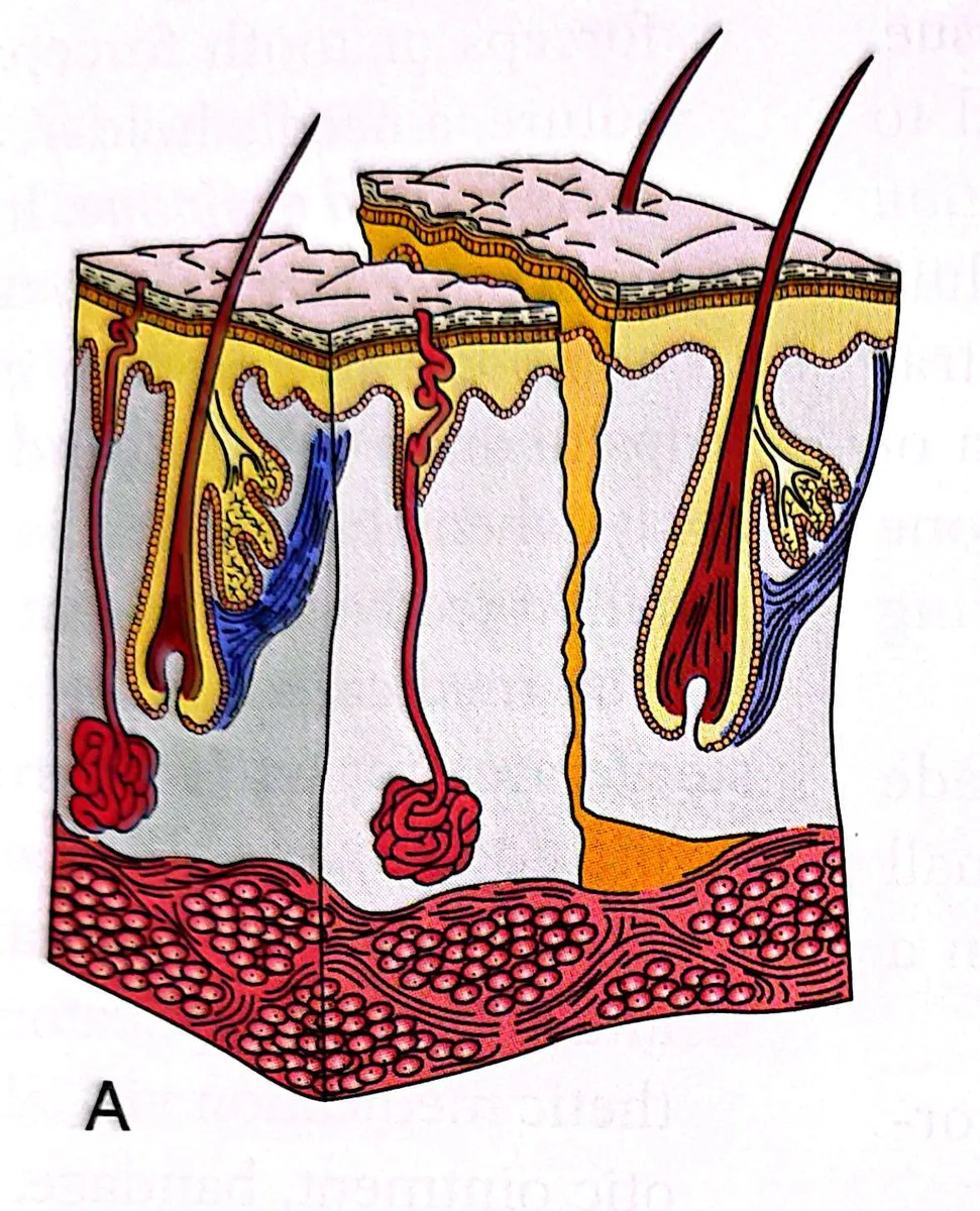 definition image